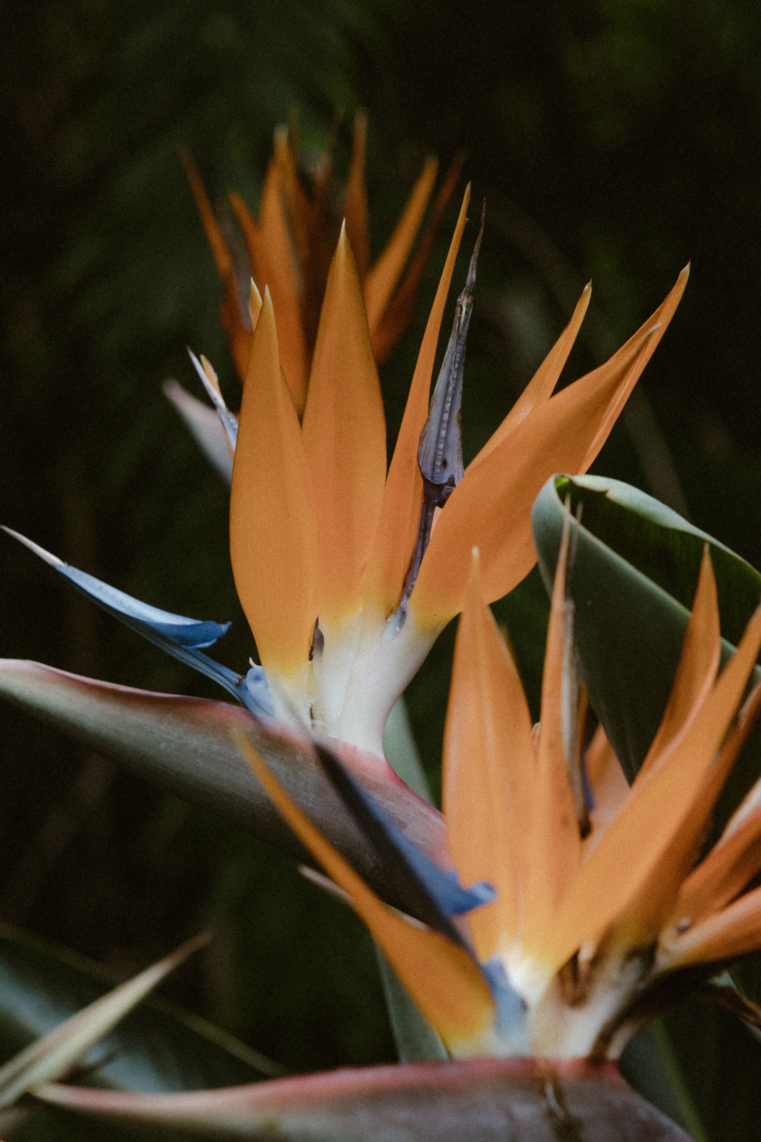 Close-up of a bird of paradise flower against dark foliage