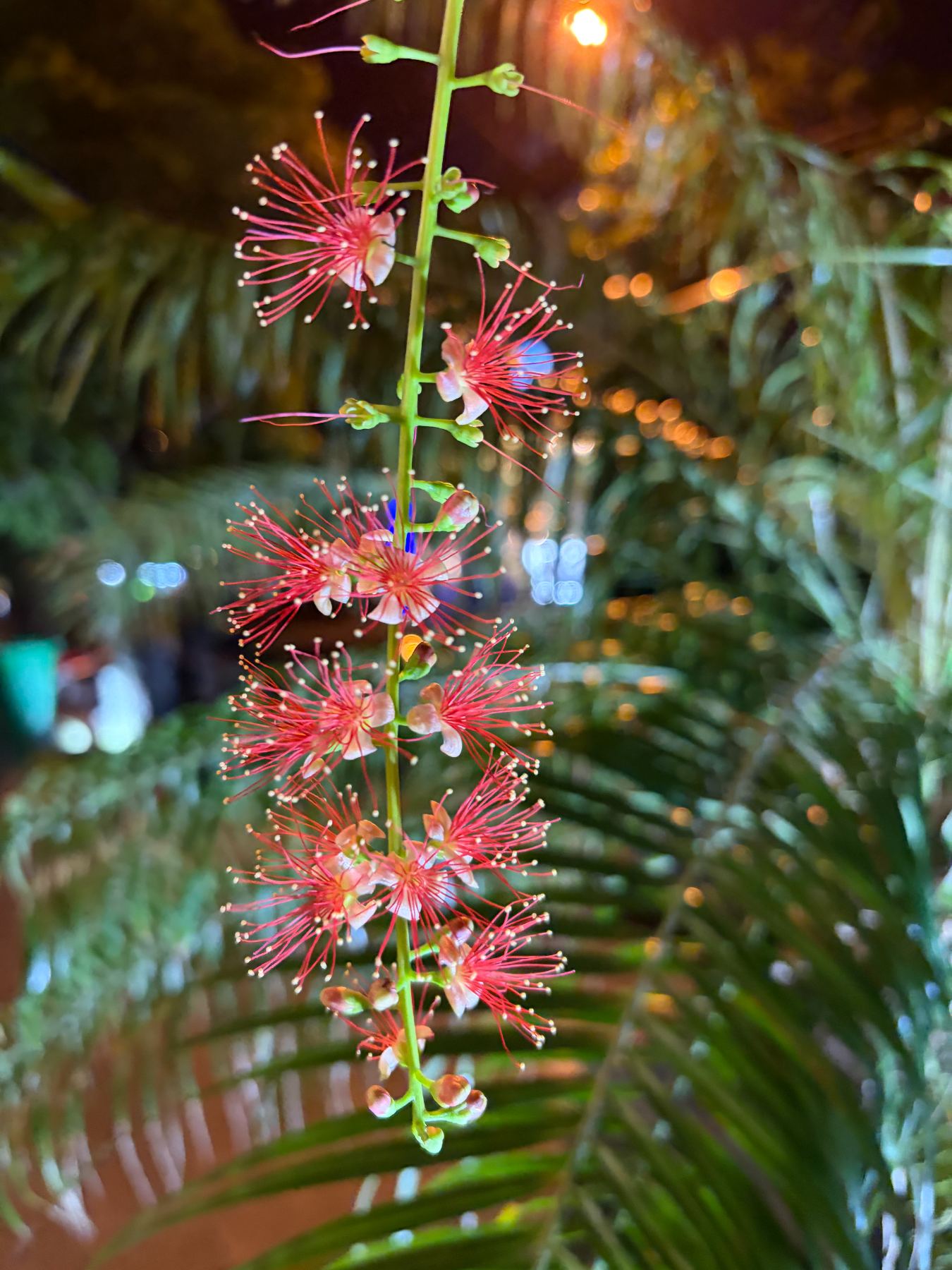 Coral tropical blossoms against deep green palms
