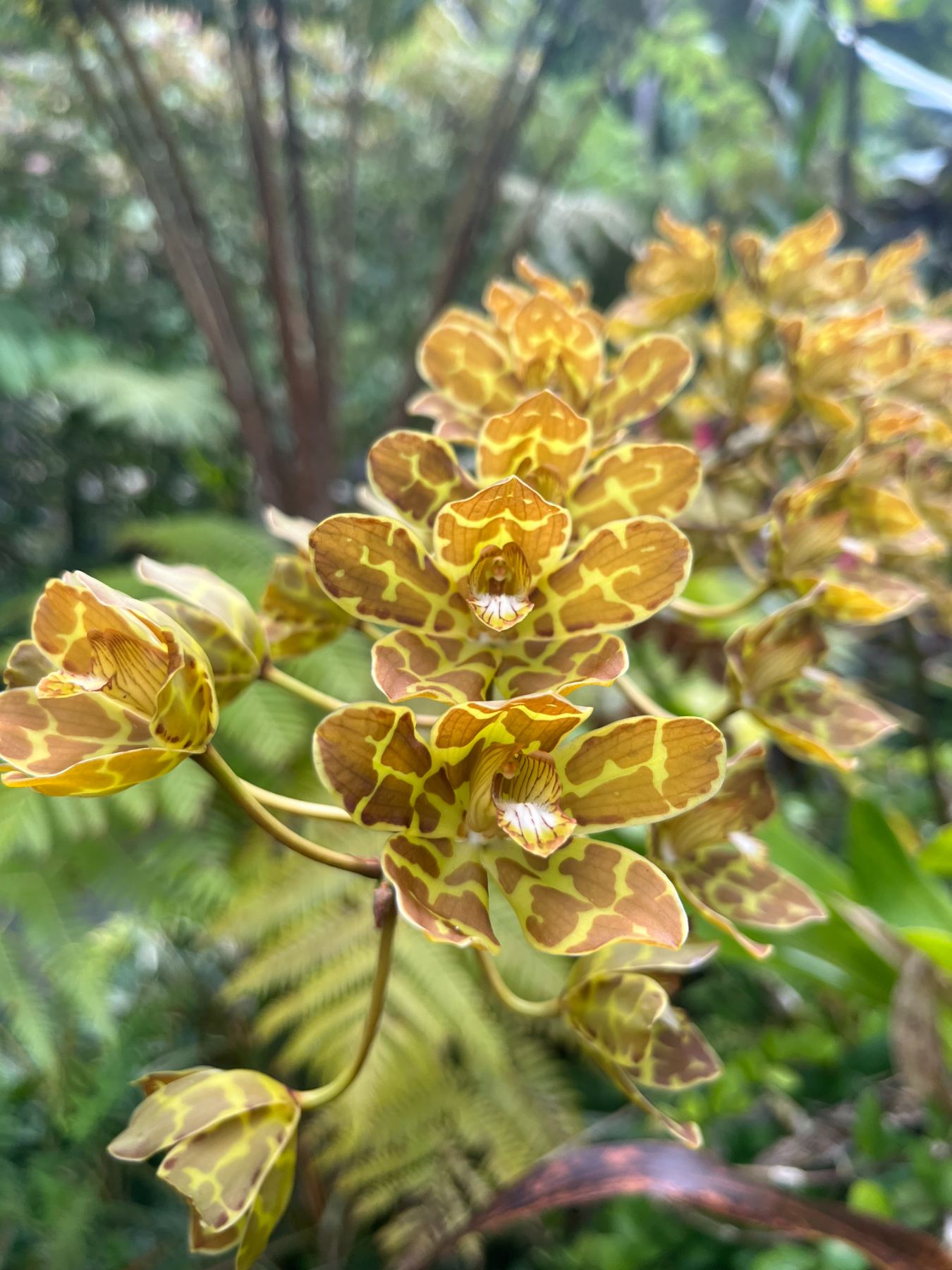 Golden tiger orchids in soft tropical light