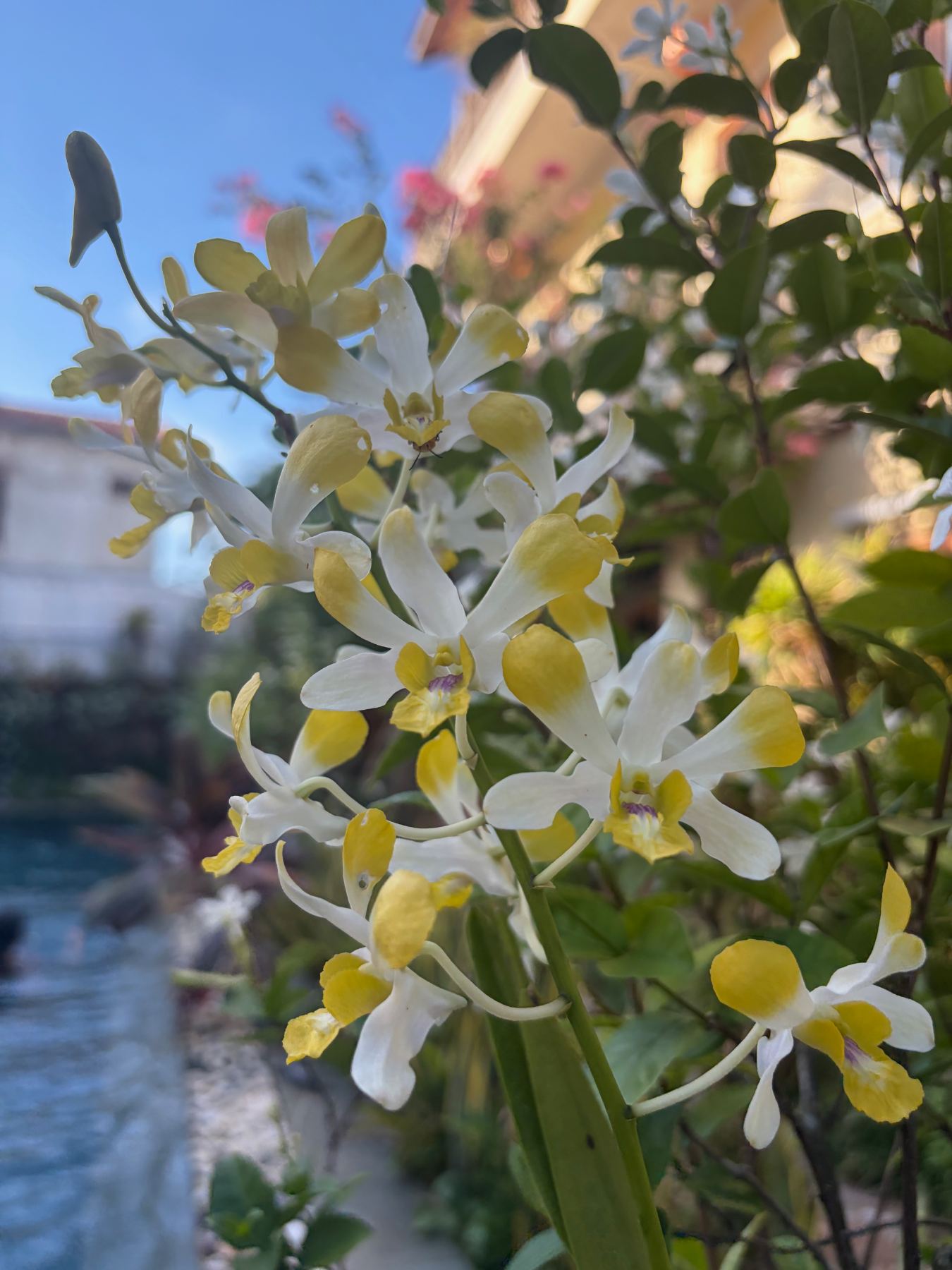 Soft yellow and white orchids in bloom