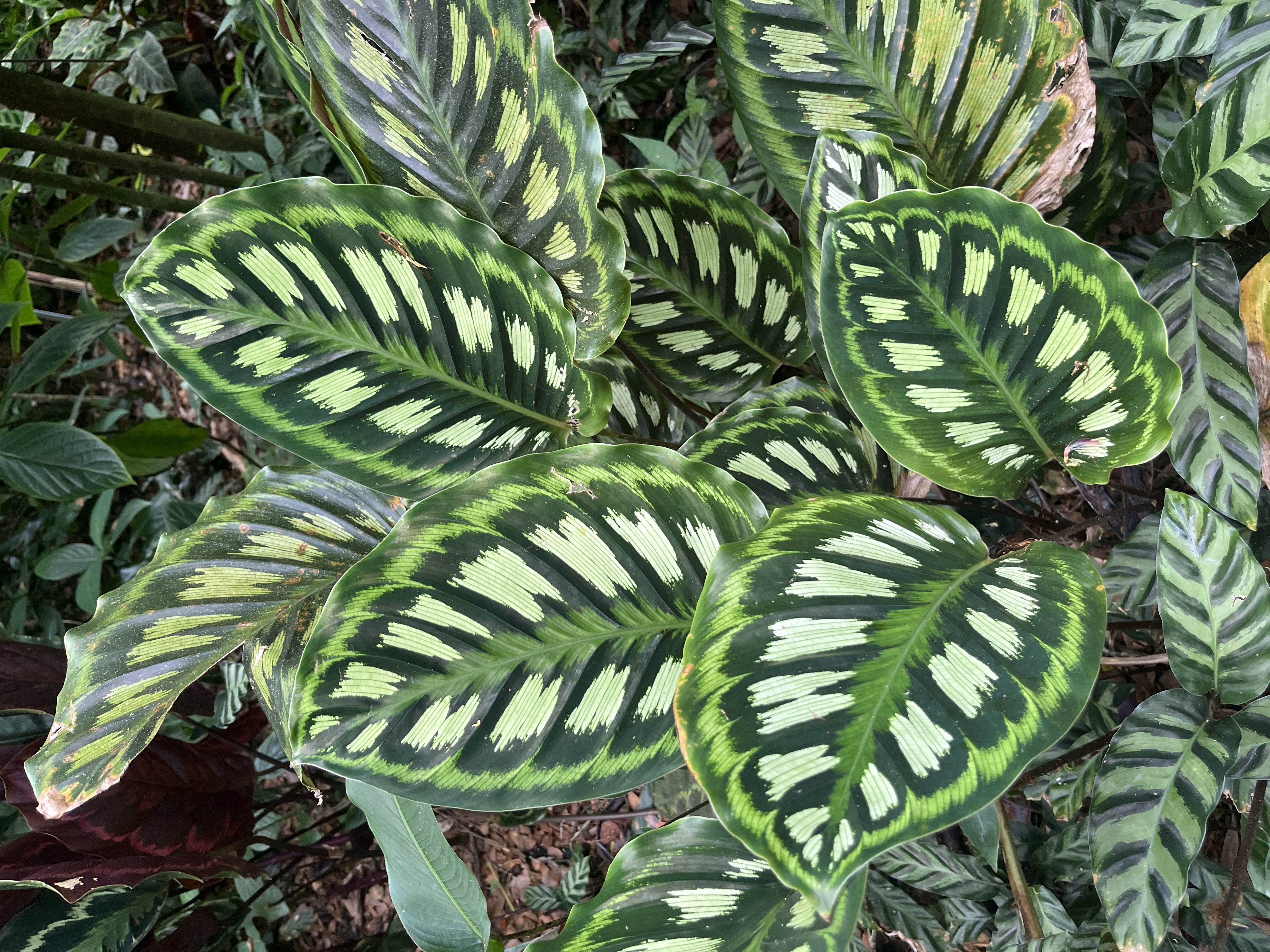 Patterned tropical peacock-plant leaves