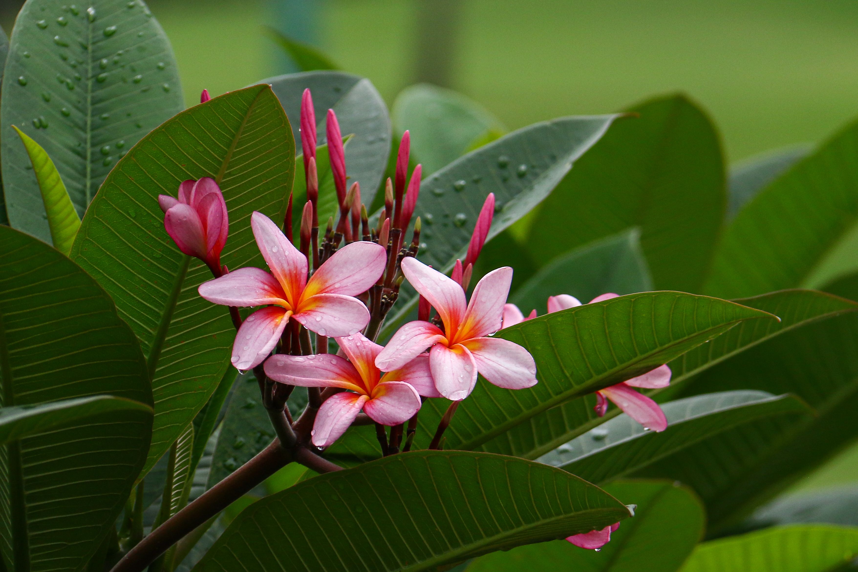 A cluster of pink plumeria blossoms among rain-dappled leaves