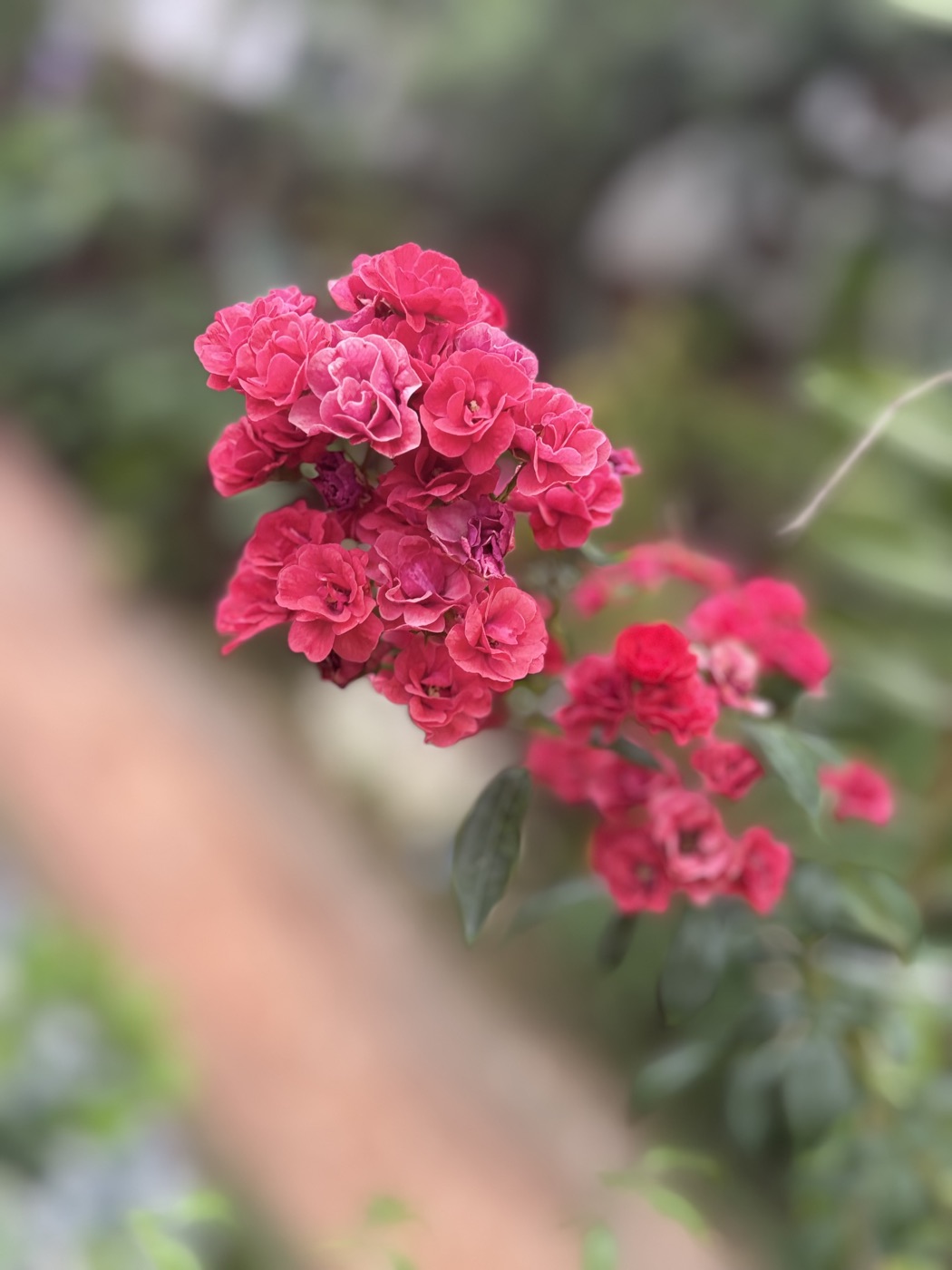 A cluster of deep pink roses still blooming on the vine