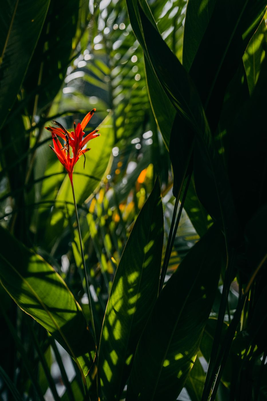 A vivid red tropical bloom glowing among dark jungle foliage