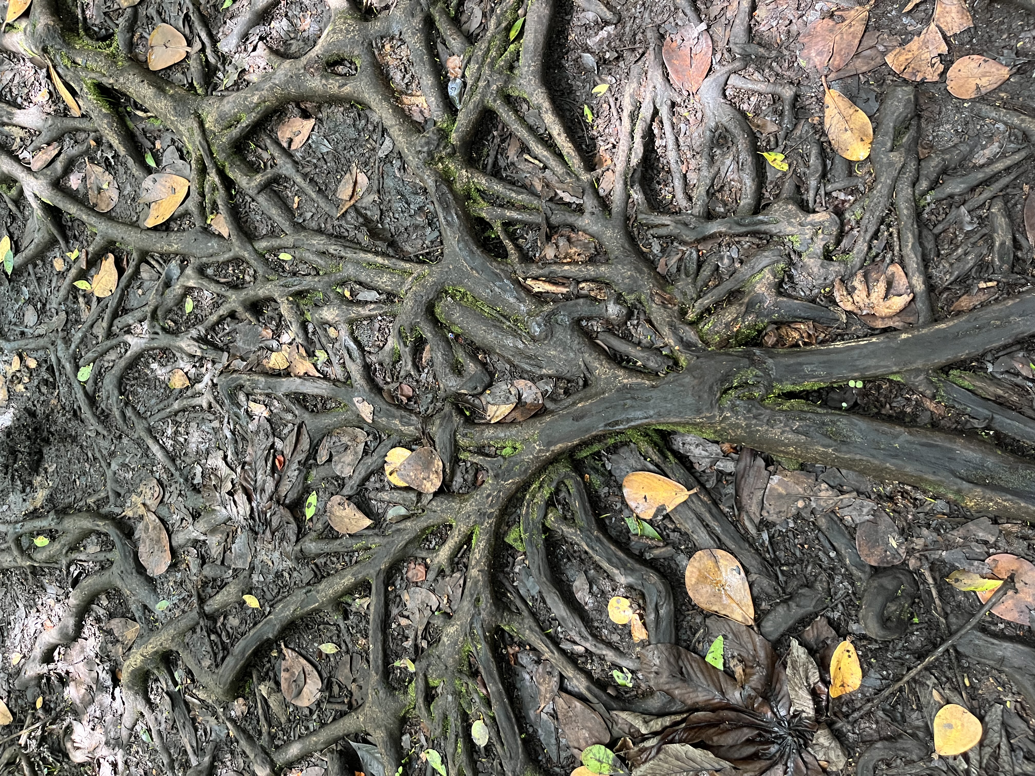 Interwoven tree roots on the forest floor